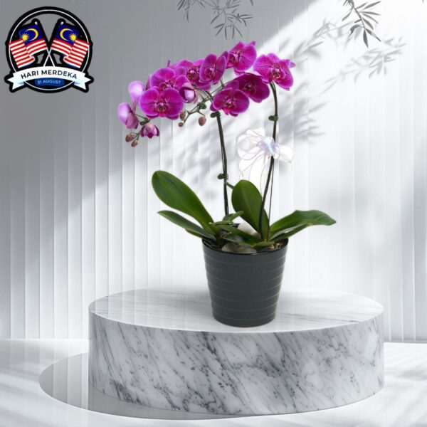 Phalaenopsis Orchids Plant - 2 Plants in a pot (Pre Order)