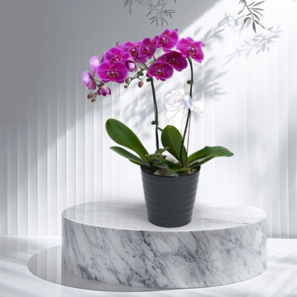Phalaenopsis Orchids Plant - 2 Plants in a pot (Pre Order)