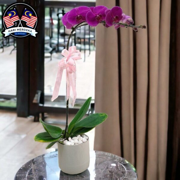 Phalaenopsis Purple Orchids Plant - 1 Plant in a pot (Pre Order)