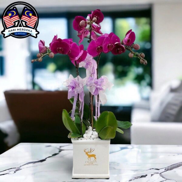 Phalaenopsis Orchids Plant - 3 Plants in a pot (Pre Order)