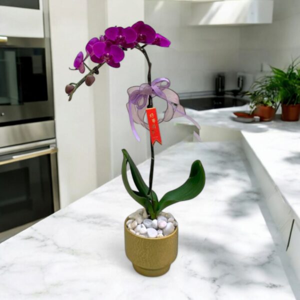 CNY Phalaenopsis Orchid (1 Stalk)