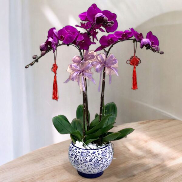 CNY Phalaenopsis Orchids (3 Stalks)