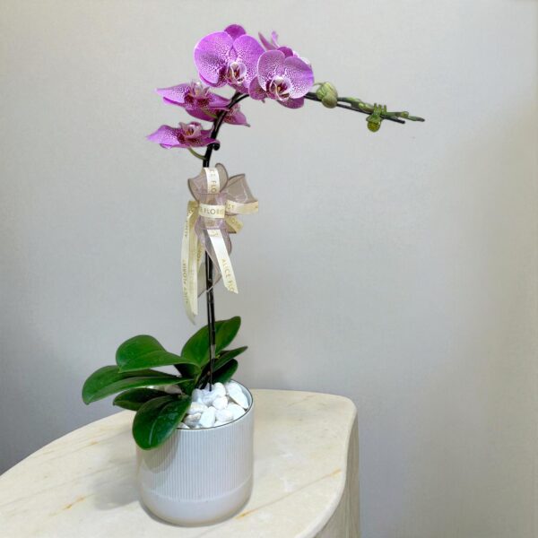 Phalaenopsis Purple Orchids Plant – 1 Plant in a pot (LIMITED!)
