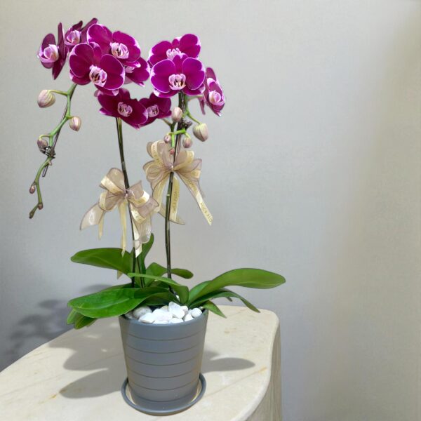 Phalaenopsis Purple Orchids Plant – 2 Plant in a pot (LIMITED!)